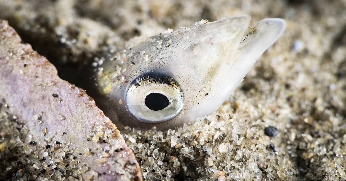 Filamented Sand Diver Eel - Quality Marine