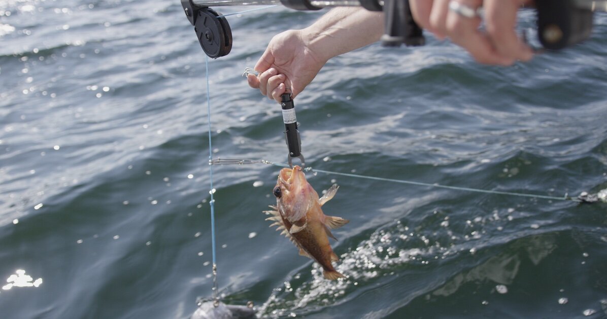 Rockfish in British Columbia - Island Fisherman Magazine