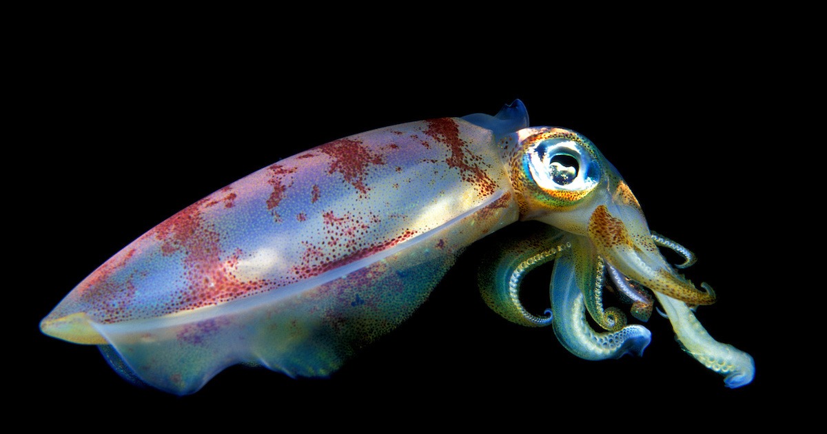California Market Squid