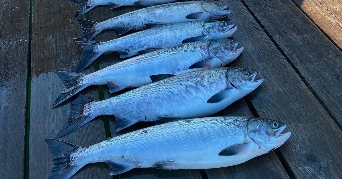 Chum Salmon Update: BC tidal area 13 (Campbell River & Islands