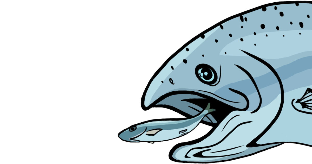 Illustration of a salmon with its mouth open, capturing a smaller fish, showcasing the natural feeding behavior of salmon.