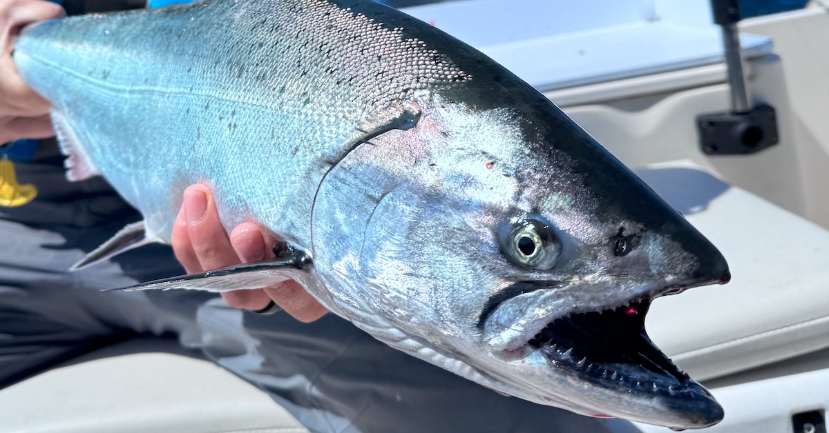 Salmon Fishing in British Columbia representing the recreational salmon fishery priority