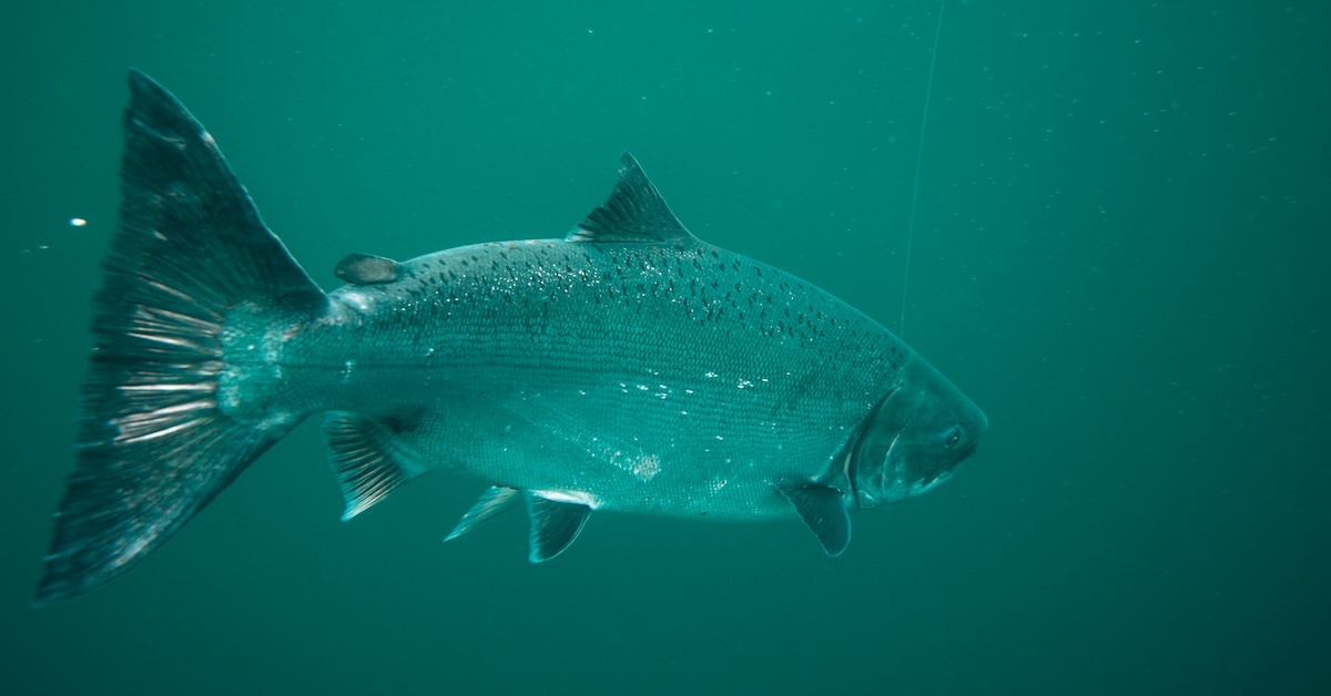 A wide underwater shot of a large salmon swimming through deep emerald-green water, showing its full profile with a dark, spotted back and a faint fishing line leading from its mouth