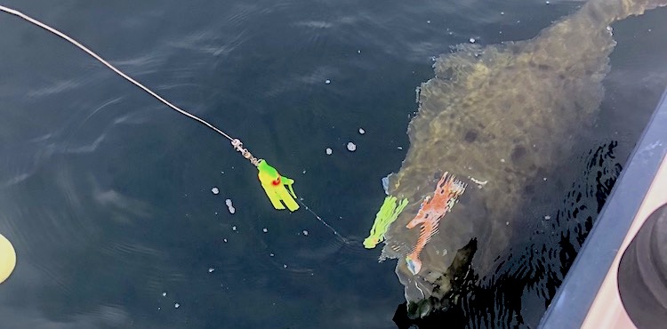 A fishing lure attached to a line in the water, with a large fish partially visible beneath the surface.