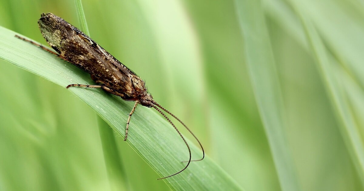 Caddisfly resting on a green grass blade with long antennae and a textured brown body.