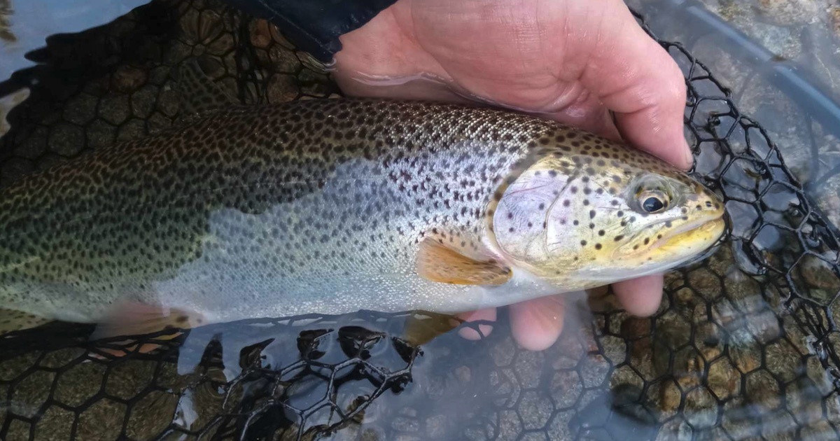 Coastal Cutthroat Trout Sea-run cutthroat trout held by a person with a hand in a net, showcasing its distinctive coloration and markings.