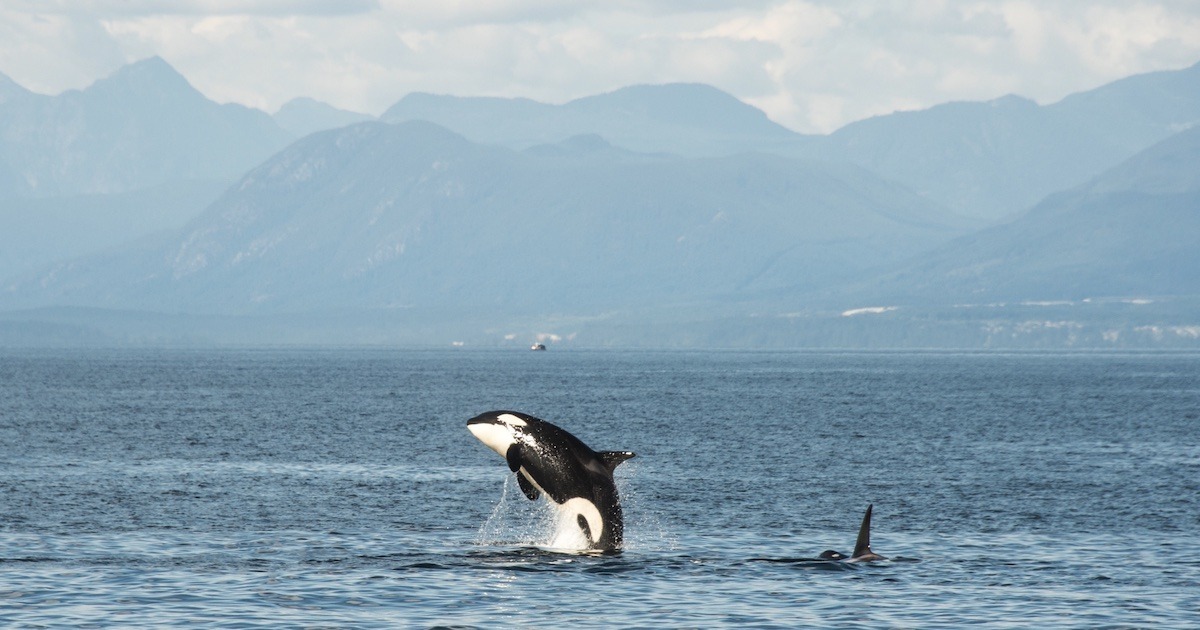 Killer whale breaching the surface of the water with mountains in the background, showcasing its distinctive black and white coloration.