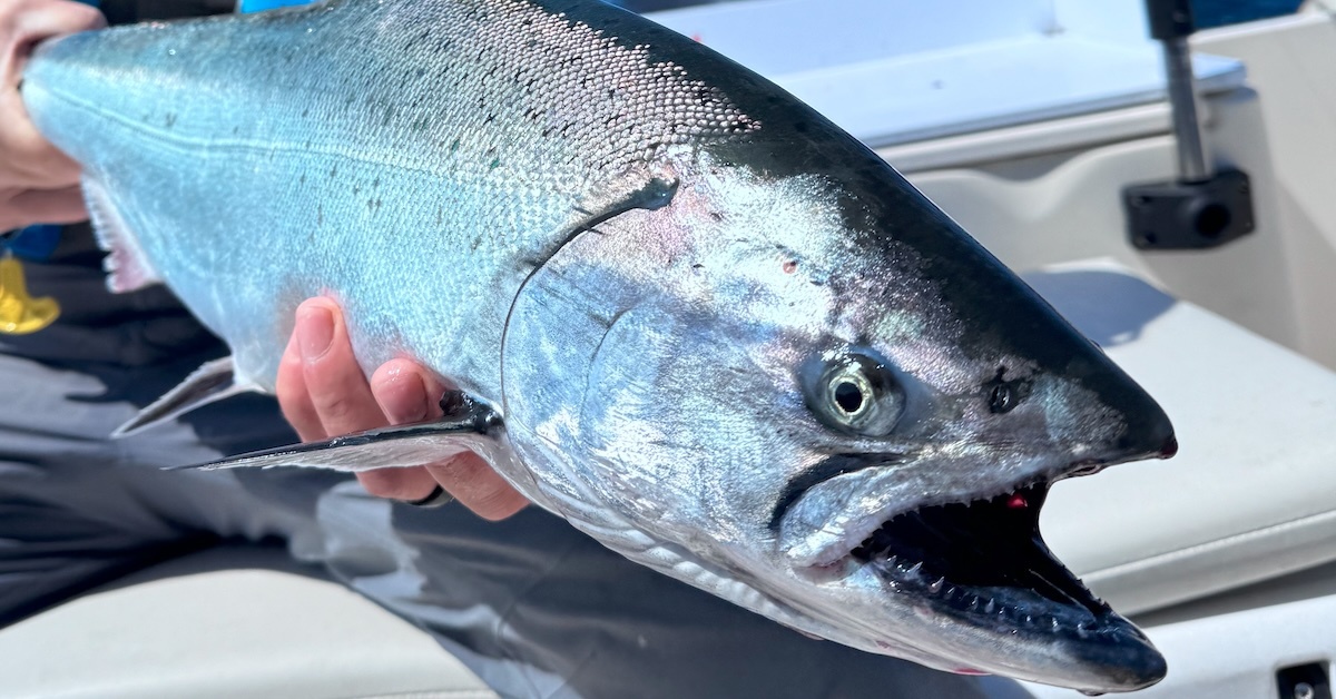 Salmon Fishing in British Columbia representing the recreational salmon fishery priority