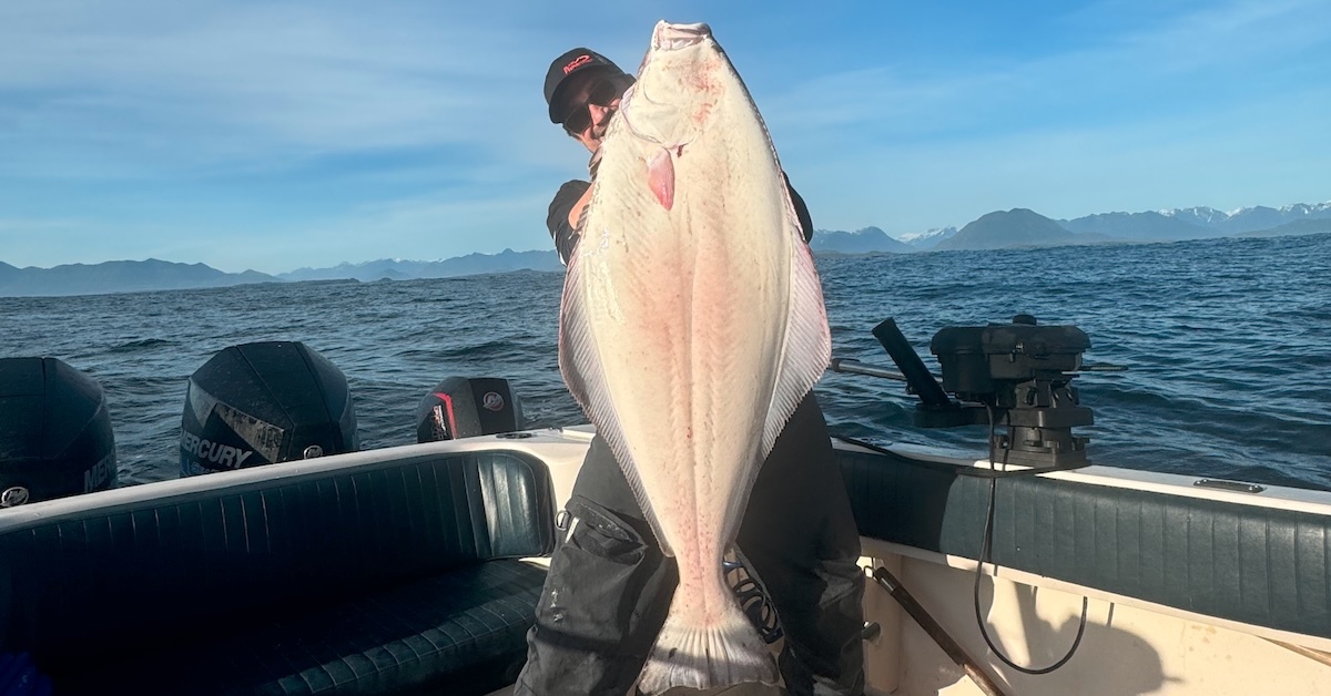 A wide-angle, eye-level shot shows a person on a fishing boat holding a massive, upright Pacific halibut
