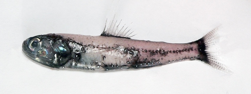 Steelhead at Sea
