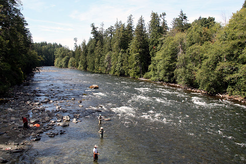 Pink Salmon Fishing on Campbell River 