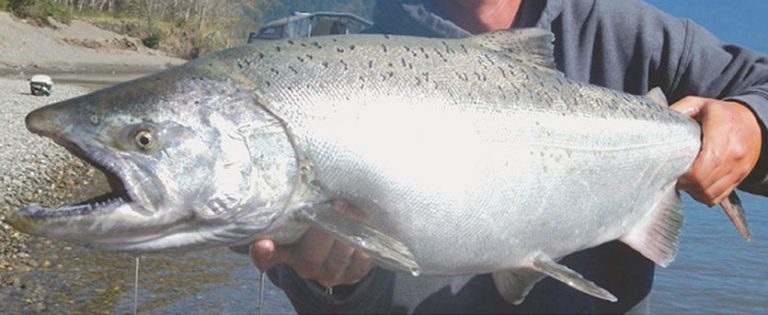 nootka sound fishing report 2012