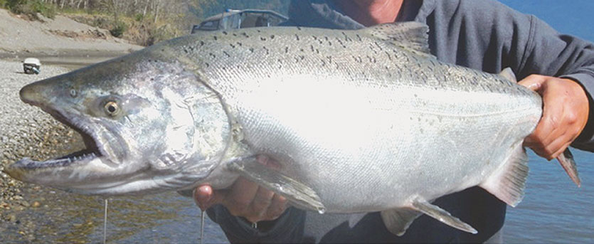 Chinook, King Salmon - Island Fisherman Magazine