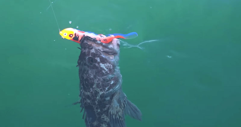 Lingcod hits a Glow Delta Power Paddle