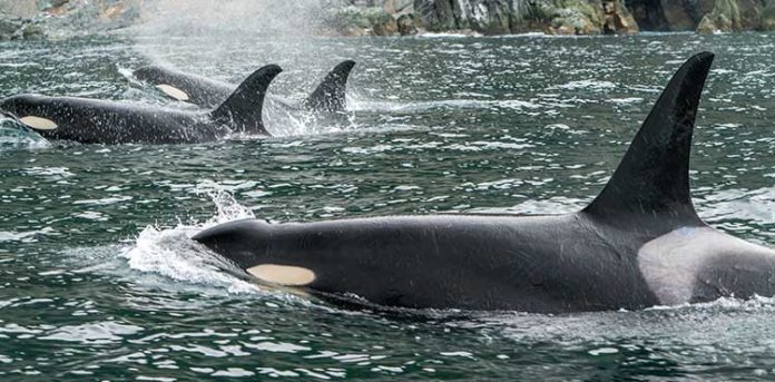 Recovery Measures for Southern Resident Killer Whales