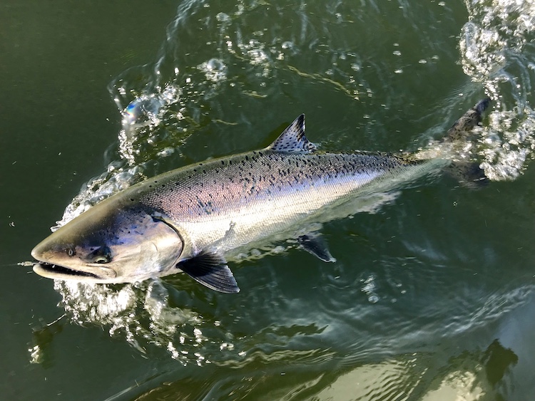 How to Perform Salmon CPR - Catch, Photo, Release - Farlows in the Field