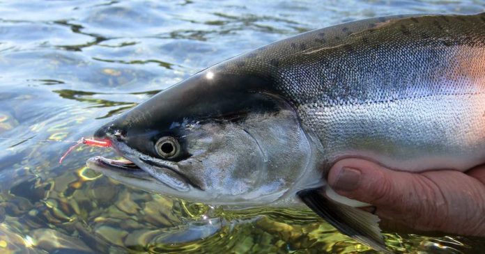Salmon & Steelhead Spinning Archives - Tyee Marine Campbell River