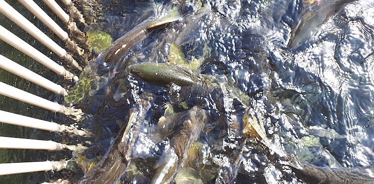How The Quinsam River Hatchery Saved Our Pink Salmon - Island Fisherman  Magazine