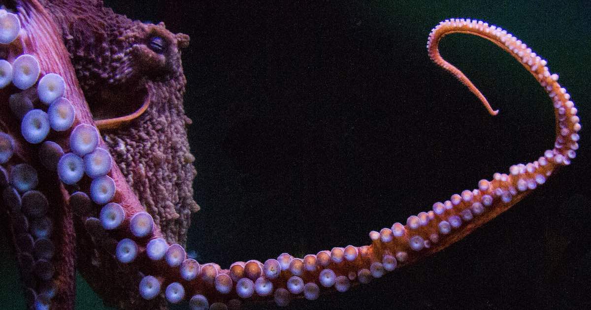 Creature Feature: Giant Pacific Octopus - Island Fisherman Magazine