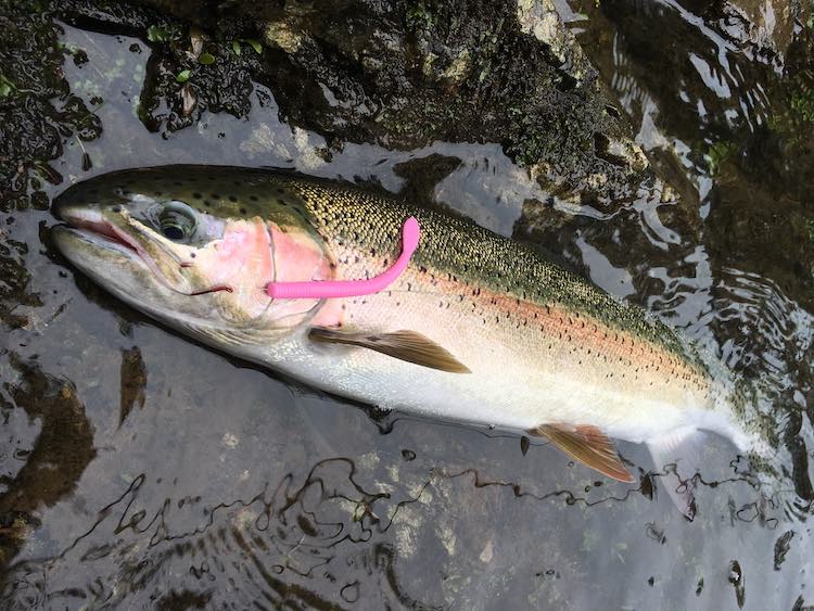 First fish caught on my custom rod. 8lb 5 oz rainbow trout caught on a  custom color mini jig. : r/Fishing