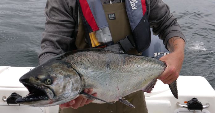 DFO shutting down herring, mackerel fisheries on East Coast