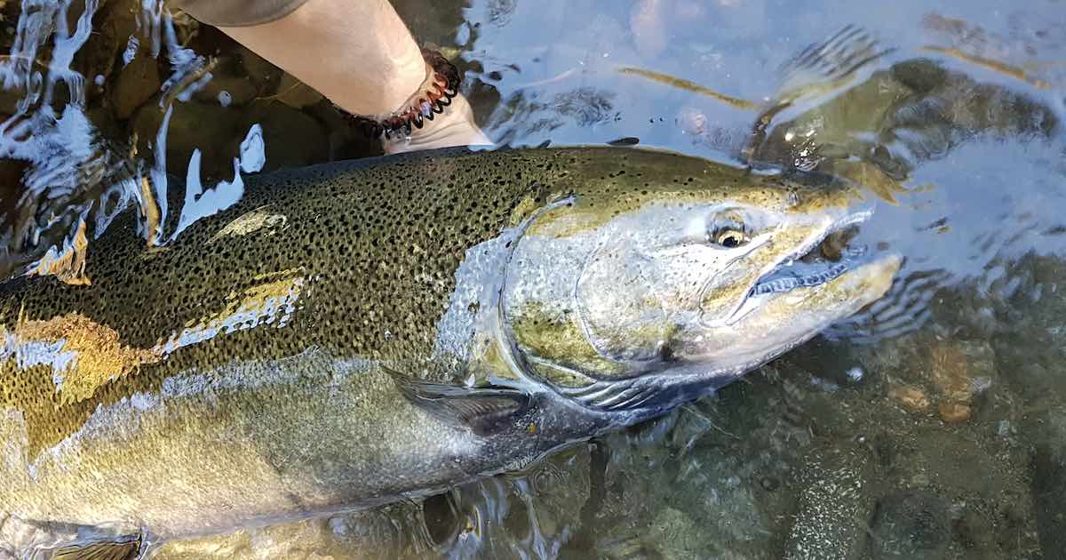 Best Practices for River Fishing on Vancouver Island - Island