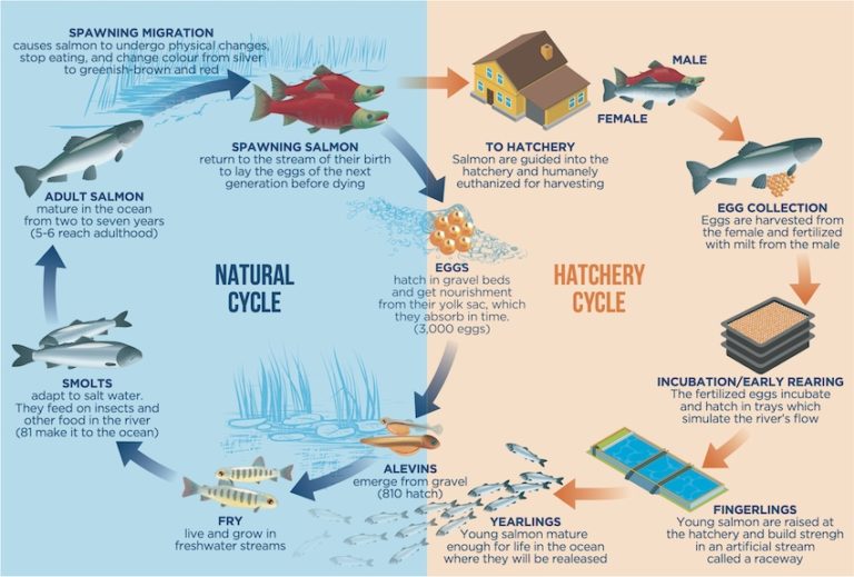What is a Salmon Hatchery? Island Fisherman Magazine
