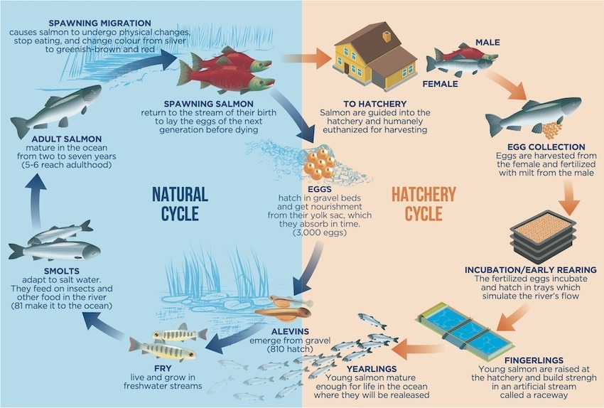What is a Salmon Hatchery? - Island Fisherman Magazine
