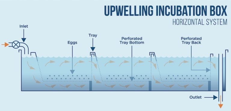 What is a Salmon Hatchery? - Island Fisherman Magazine