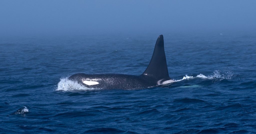Southern Resident Killer Whale swimming in the ocean, partially submerged with a prominent dorsal fin visible above the water.