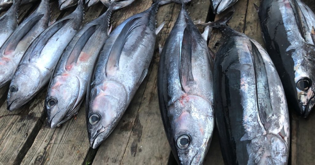 Creature Feature: Pacific Albacore Tuna - Island Fisherman Magazine