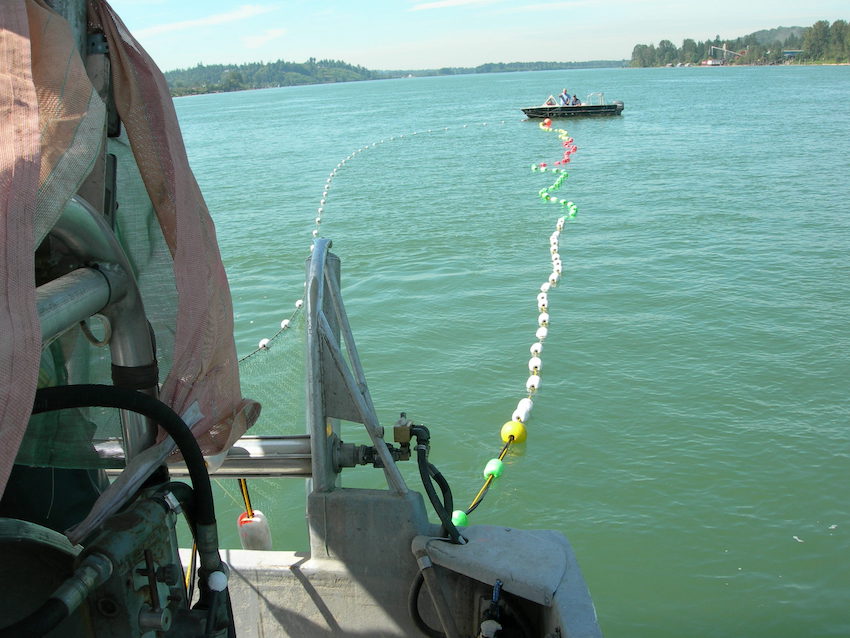 Phasing out recreational gillnetting