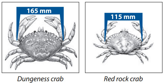 Getting Crabs Into Your Trap - Island Fisherman Magazine
