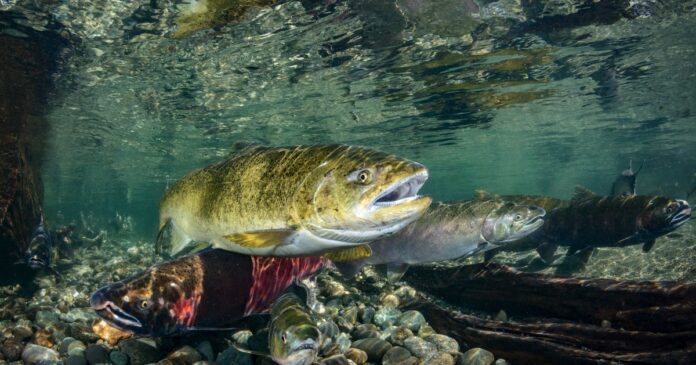 Study charts 'shocking' declines in chum salmon - Business in Vancouver