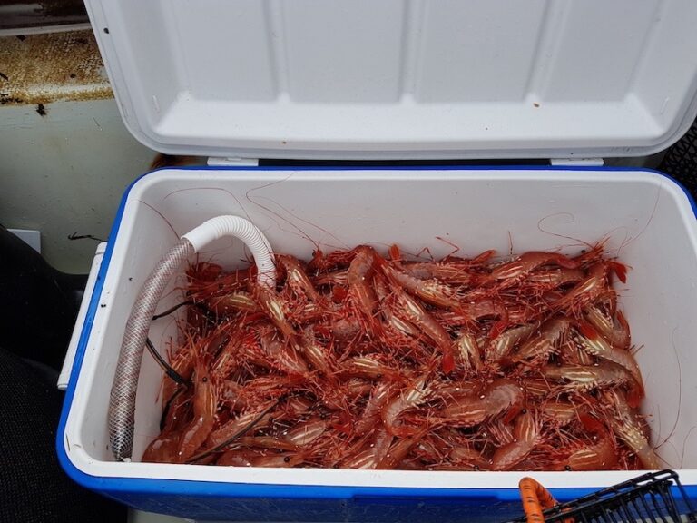 Perfect Prawning - Island Fisherman Magazine