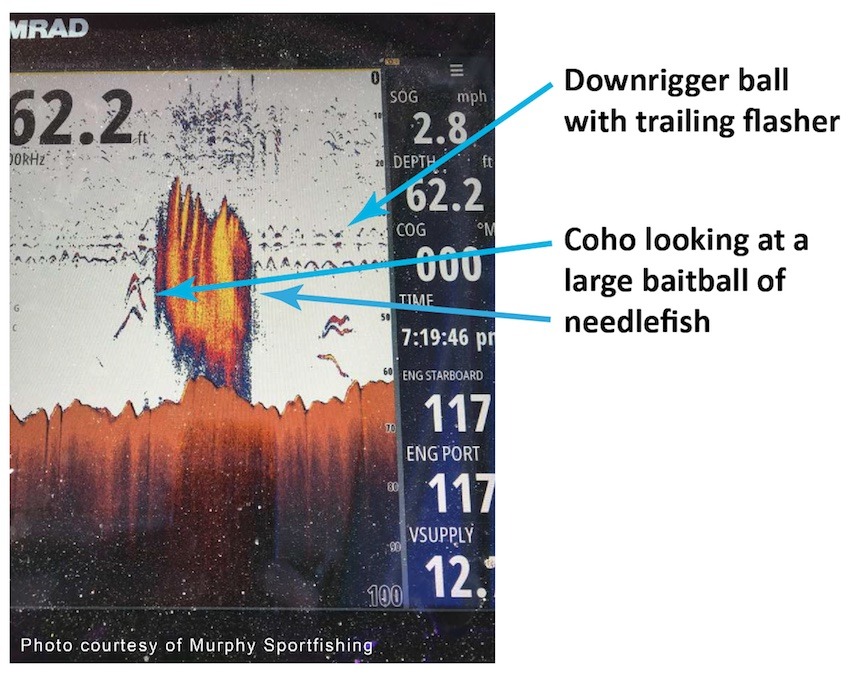 https://islandfishermanmagazine.com/wp-content/uploads/2023/06/Coho-looking-at-big-baitball-of-needlefish-Photo-Courtesy-of-Murphy-Sportfishing.jpg