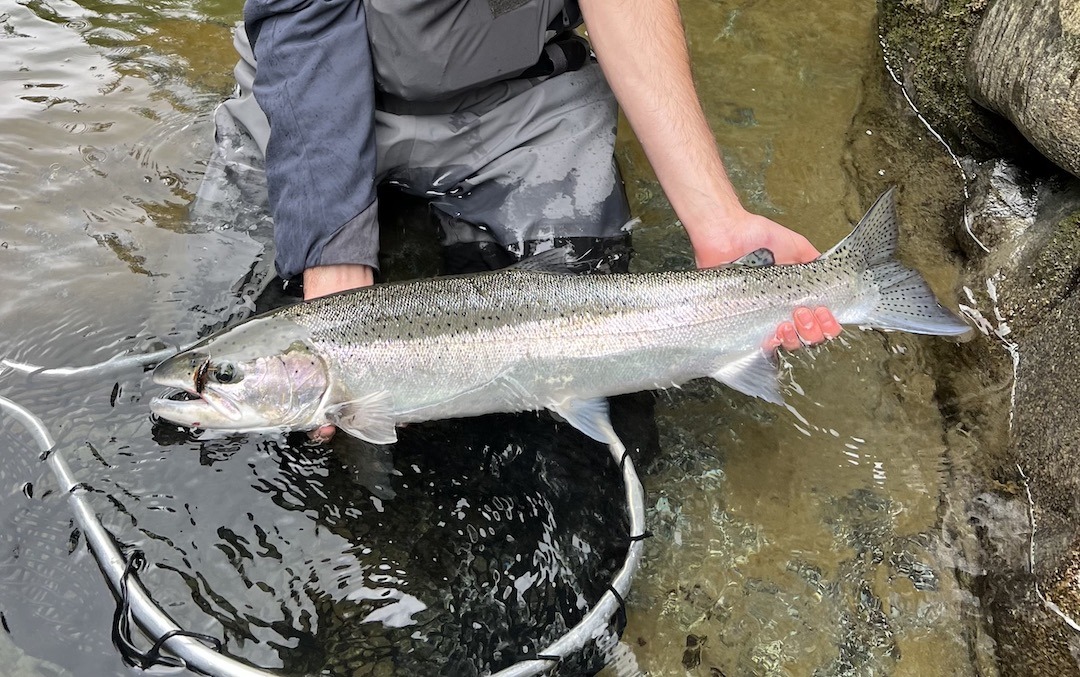 https://islandfishermanmagazine.com/wp-content/uploads/2023/12/This-two-tone-coloration-will-soon-be-replaced-with-a-rosy-bar-and-more-spots-to-suit-the-river-environment.jpeg