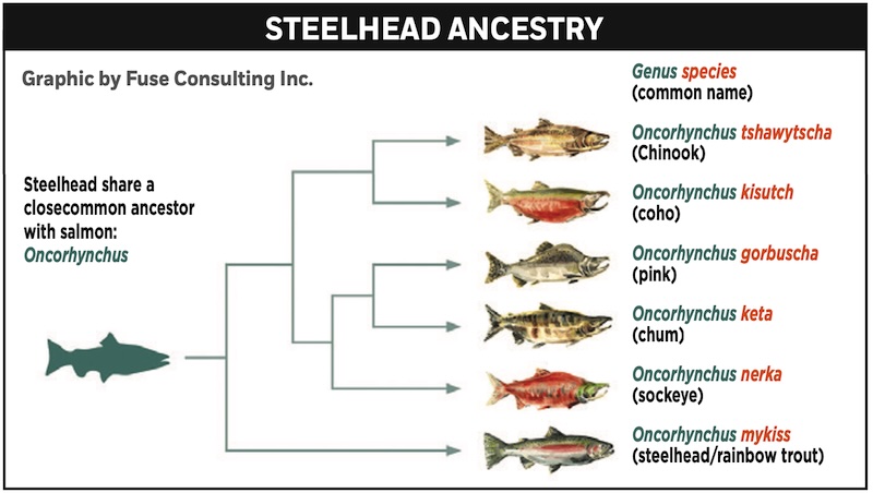 Steelhead Ancestry