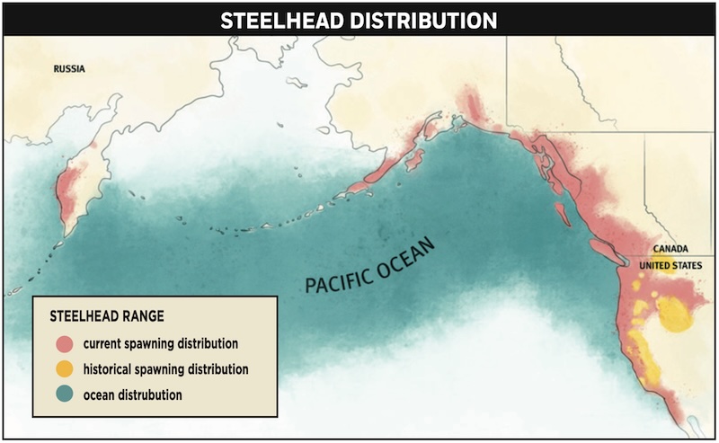 Steelhead are distributedacross a vast range