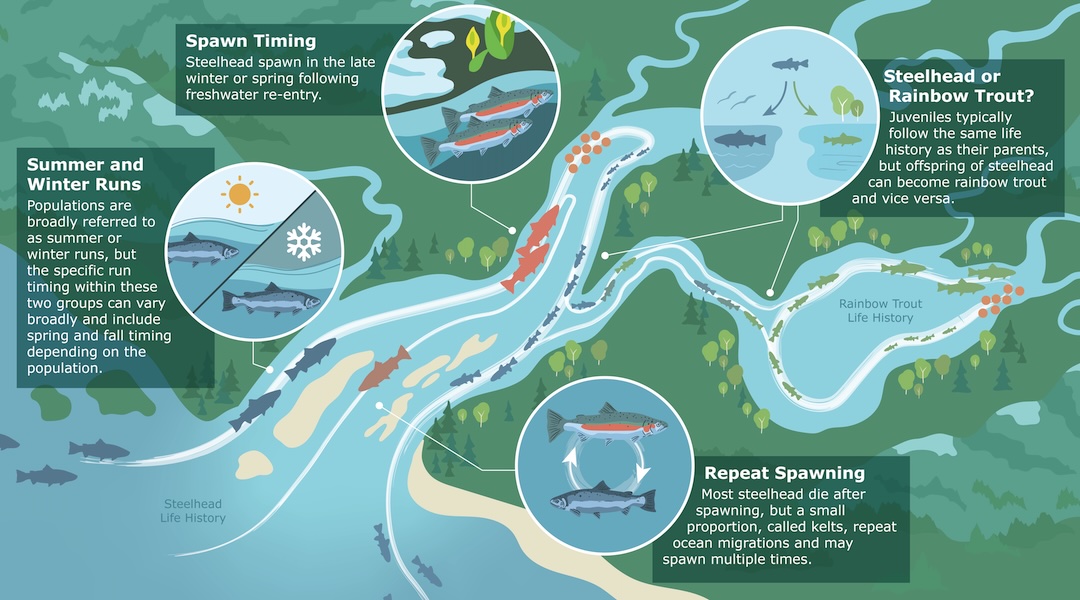 The steelhead life cycle 