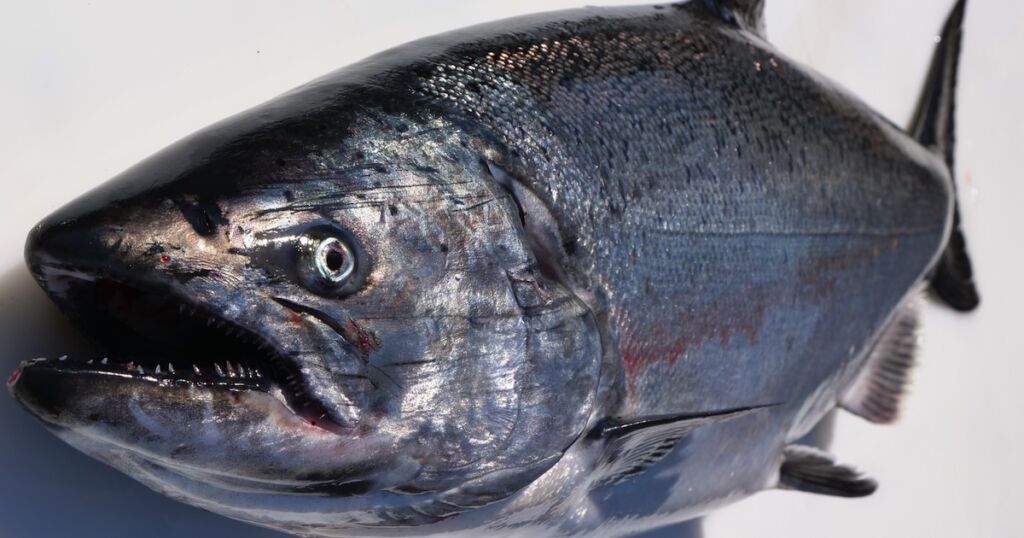 Hatchery Chinook