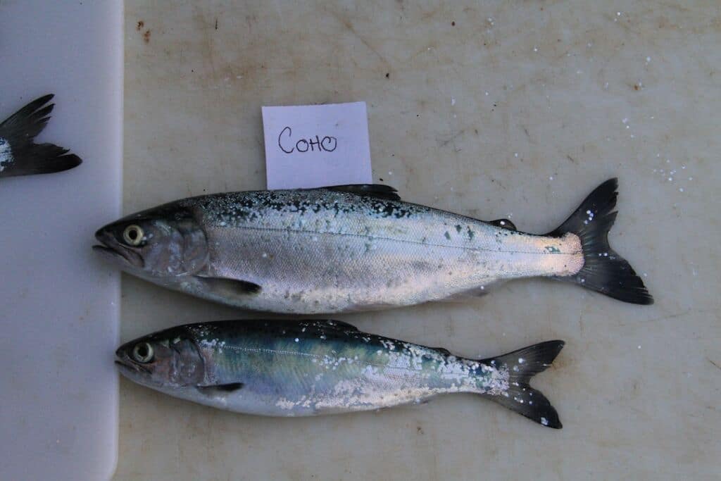 Why So Many Coho? Why So Many Coho?