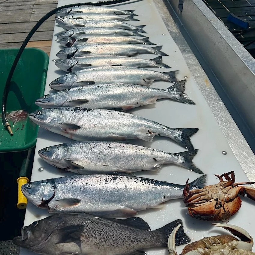 Why So Many Coho? Why So Many Coho?
