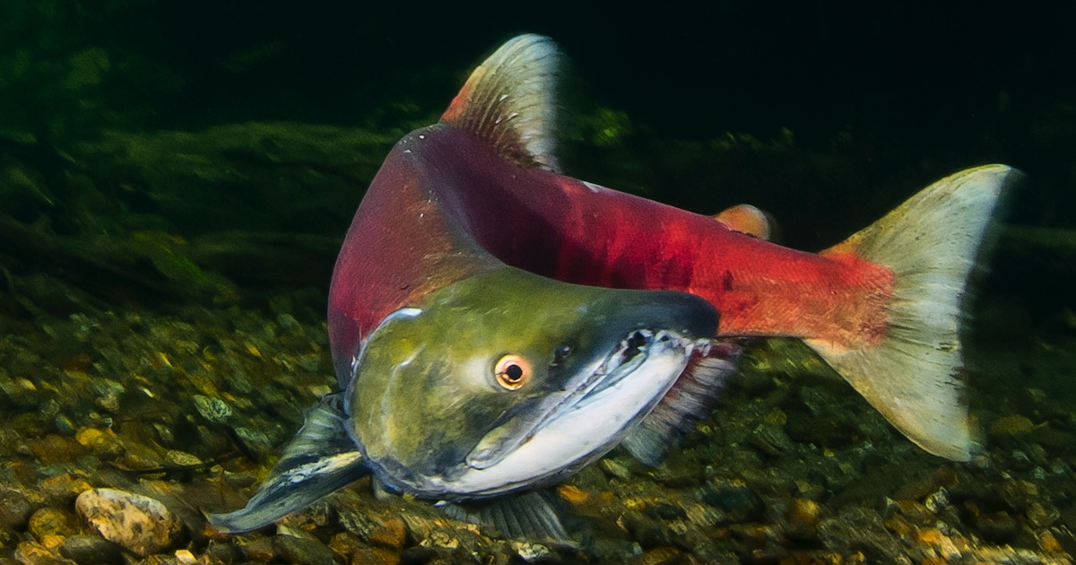 Sockeye salmon Eiko Joens Photography