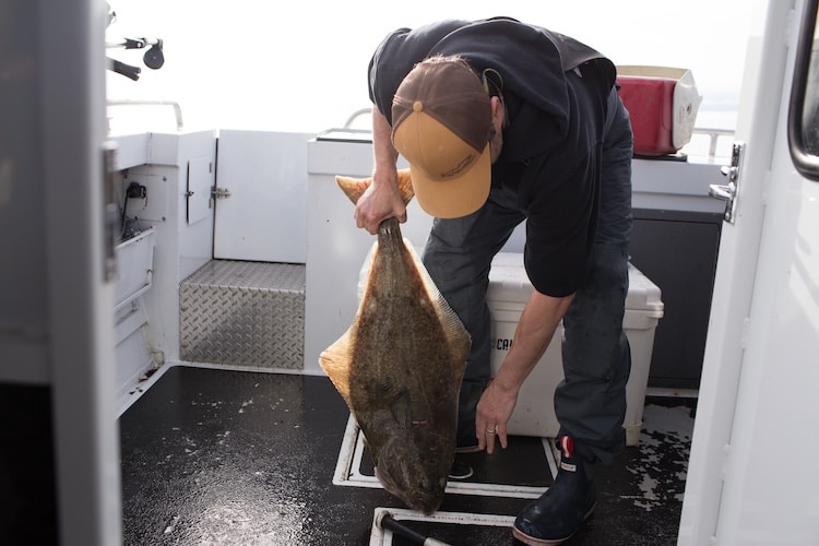 Halibut caught on PENN Fathom