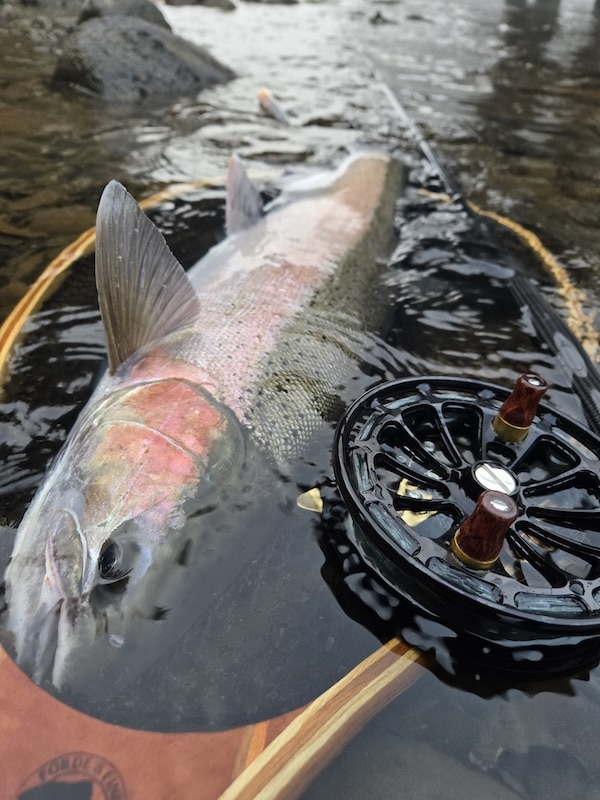 Review: Islander C5 Centerpin Reel