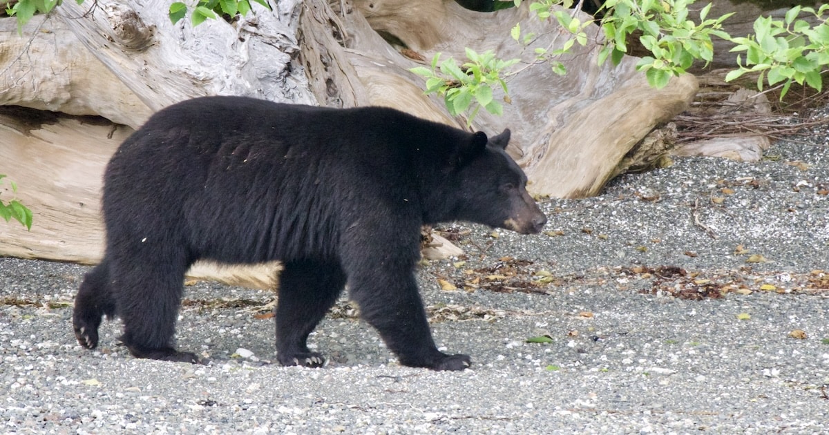 black bear walking on a beach on Vancouver Island