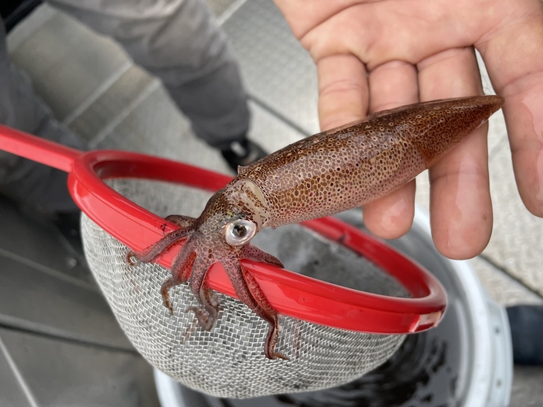 Fresh caught BC squid Doryteuthis opalescens