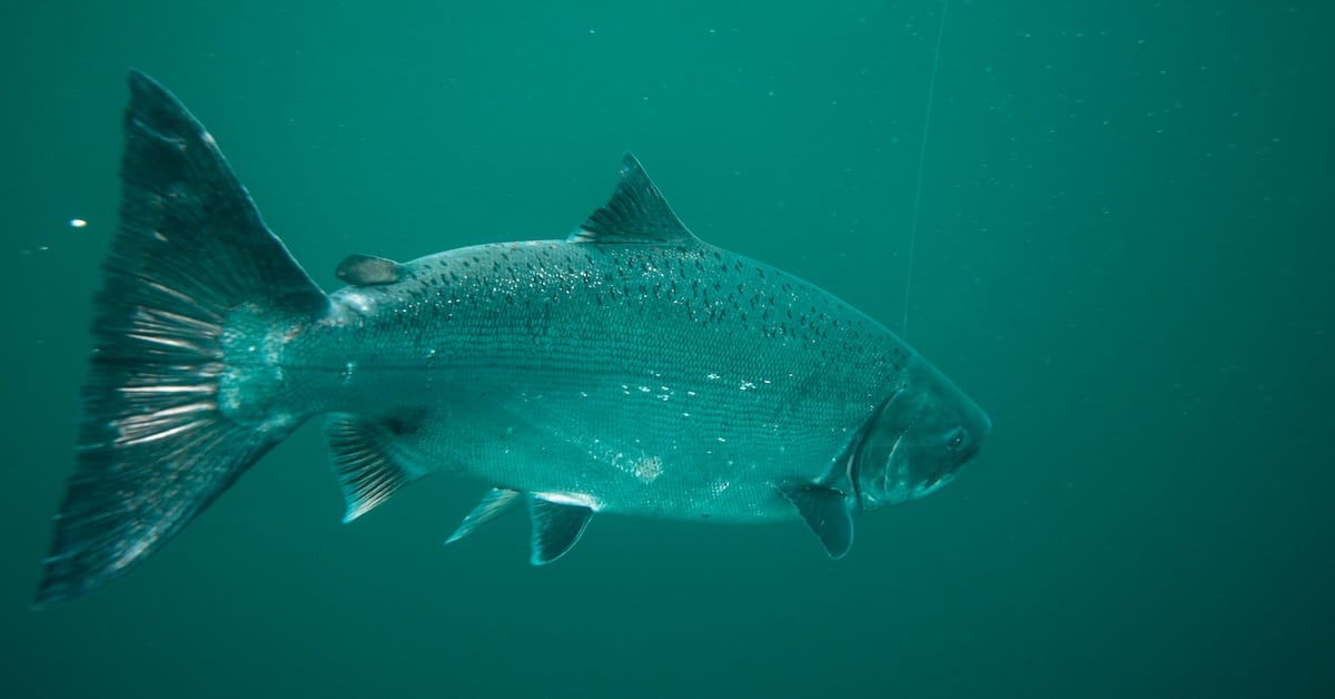 A wide underwater shot of a large salmon swimming through deep emerald-green water, showing its full profile with a dark, spotted back and a faint fishing line leading from its mouth
