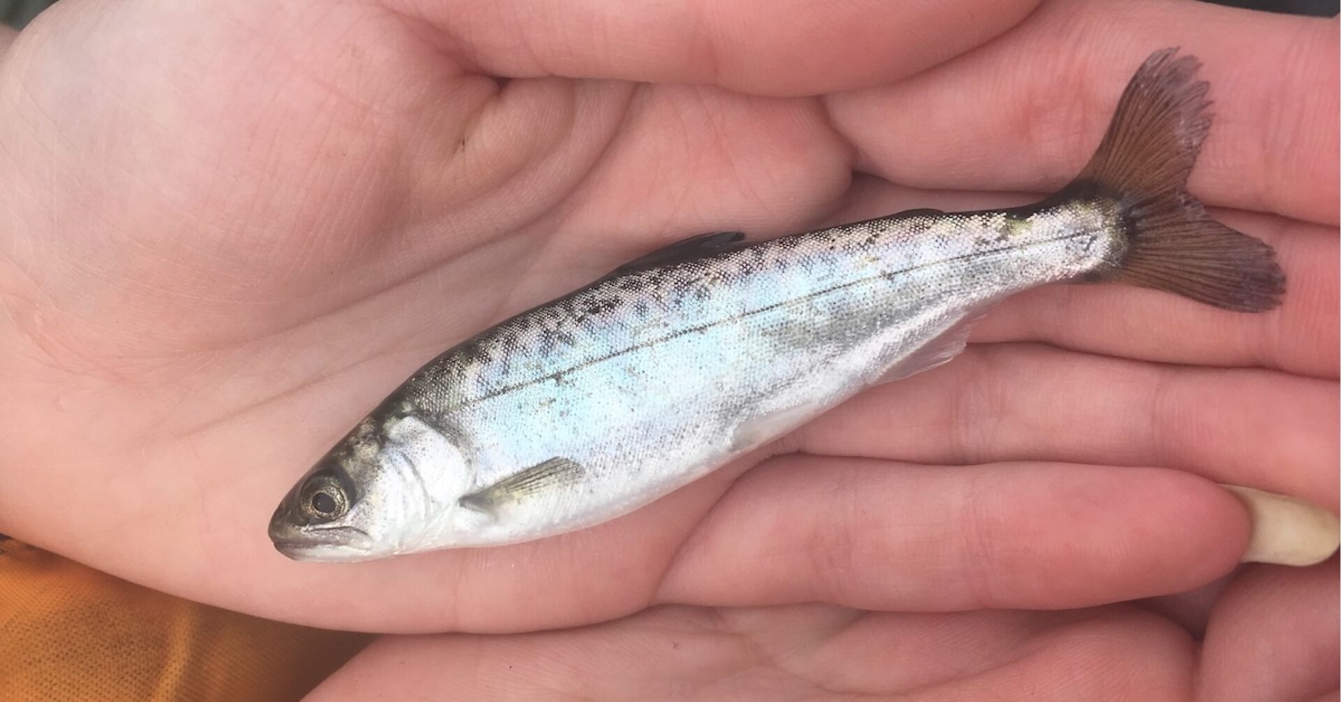 Mark-Selective Fisheries Angler Griffin Brown holding a fin-clipped hatchery Chinook salmon caught during a recreational fishery.